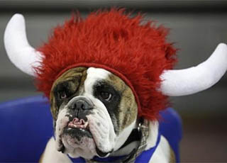 汪星人选美大赛 争夺最美斗牛犬头衔