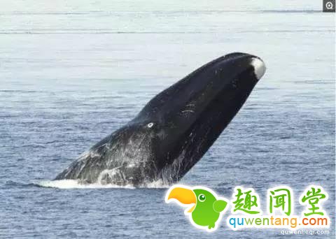 12个比人寿命长的动物，第七个算是永生吗？