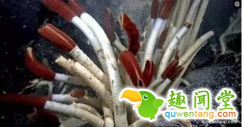 12个比人寿命长的动物，第七个算是永生吗？