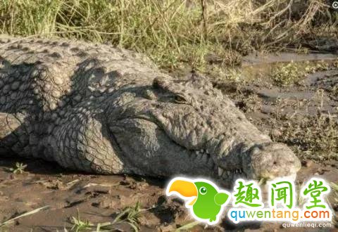 12个比人寿命长的动物，第七个算是永生吗？