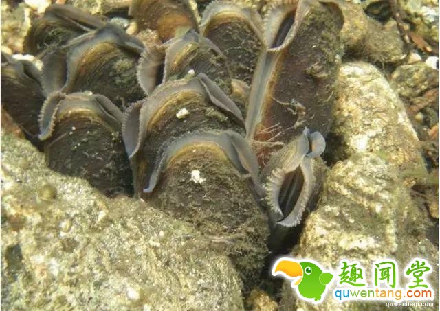 12个比人寿命长的动物，第七个算是永生吗？