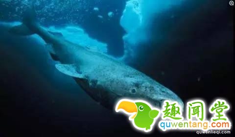 12个比人寿命长的动物，第七个算是永生吗？