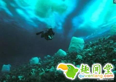 12个比人寿命长的动物，第七个算是永生吗？