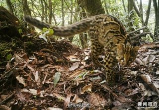 快灭绝了！云南首次拍到最神秘的“猫”