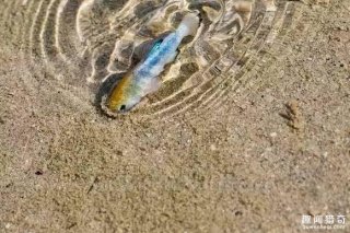 世界最神奇的鱼：生活在死寂的沼泽地“死