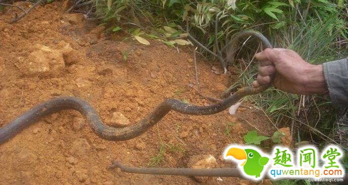 三峡大坝里面有条蛇2