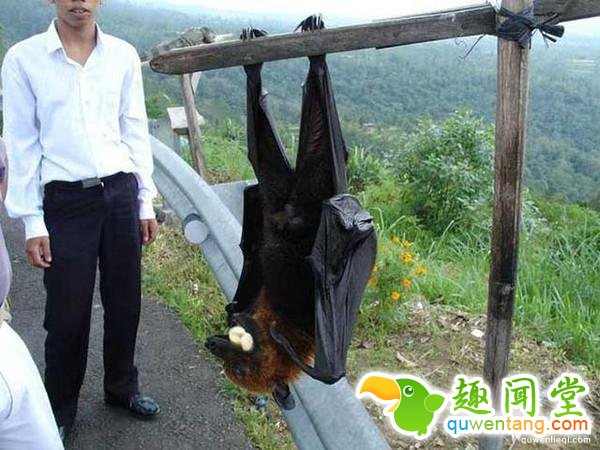 直击全球罕见的14种大“怪物”