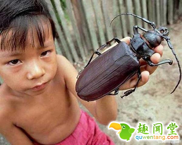 直击全球罕见的14种大“怪物”