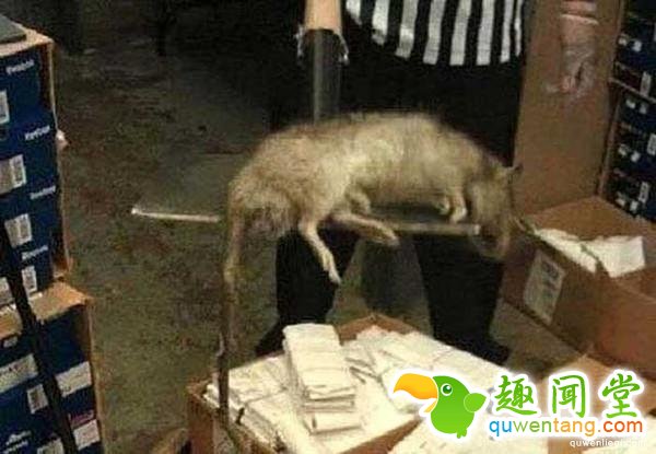 直击全球罕见的14种大“怪物”