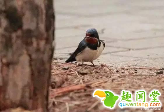 燕窝：到底是金窝银窝 还是土窝草窝？