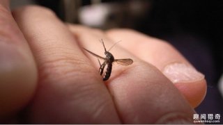 夏天最怕蚊子怎么办？专家说了让你抱只鸡