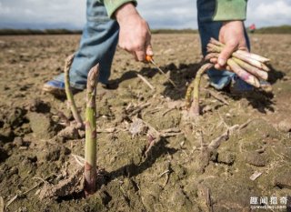 家经常吃的蔬菜水果，80%的人却完全没见过