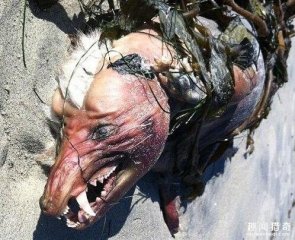 盘点那些在岸边发现过的未知生物，一个比