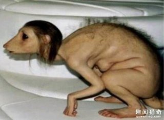 妇人突然变狗？探秘超离奇的三件事