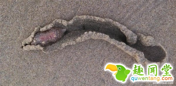 数千神秘海洋生物突然现身美国：这到底是啥？