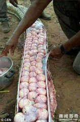 村民误认蟒蛇吃家畜而杀了它，剖腹后却被