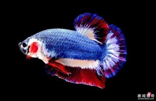 因长得像国旗，这条原本30多元的鱼身价竟