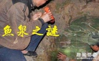 泉水中能喷出活鱼？这种离奇现象是如何产