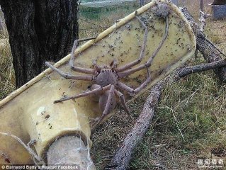 罕见！澳洲惊现巨型“蜘蛛精”，超大个头