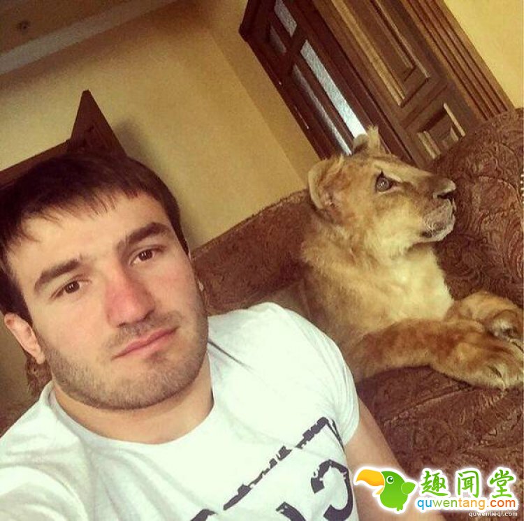 摔跤手找不到训练对象，于是养了只狮子当对手