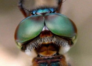 用动物的眼睛看世界你会看到什么？ 英国