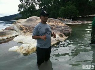 海上漂来15米巨型不明生物  神秘来历成猜