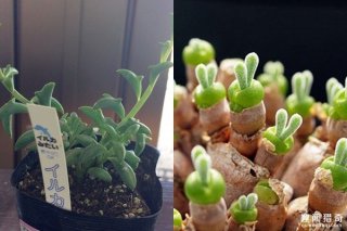 贝儿城堡里的绿玫瑰　娇贵真身竟是多肉植