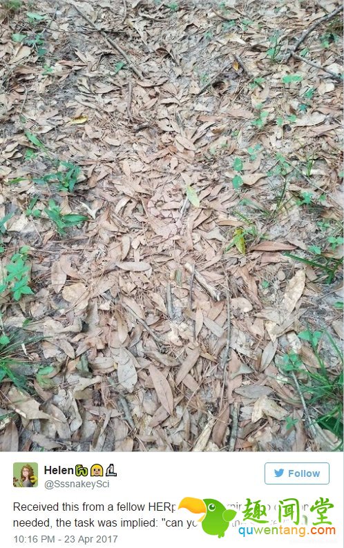 图中竟然藏了一条蛇：网友找疯了