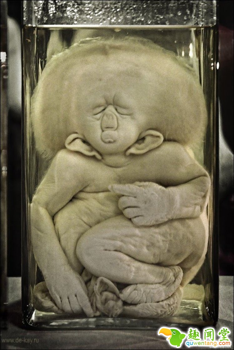 【深夜毒物】相信我，这家藏有奇异人体的博物馆你不会想进去的