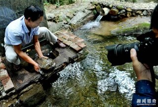 江西惊现1.5米长巨型娃娃鱼 体型之巨太罕