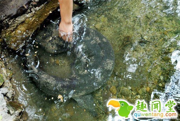 江西惊现1.5米长巨型娃娃鱼：重达49斤超罕见