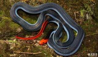 史上最毒冰火蛇，咬上一口就会让猎物瞬间