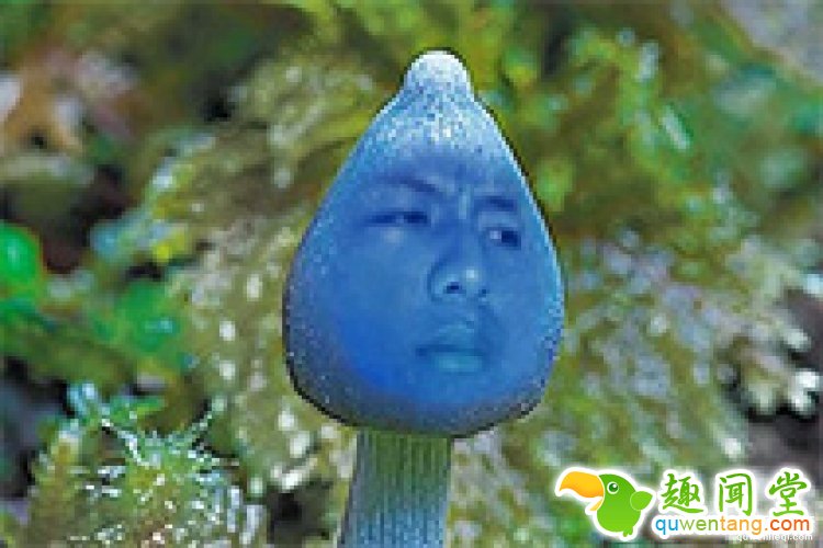 【真相帝】What？原来蓝瘦香菇真的存在，还有很大的作用呢！