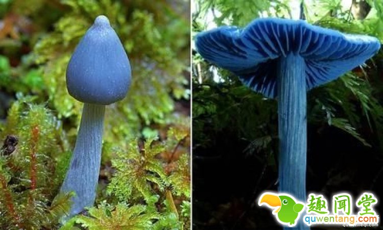 【真相帝】What？原来蓝瘦香菇真的存在，还有很大的作用呢！