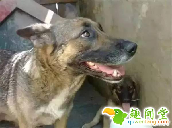 黑背为了守护宝宝和主人，在墓碑下挖了一个洞穴