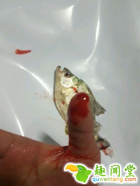 他把食人鱼当宠物鱼养 被咬一口才知道厉害！ 第1张图片