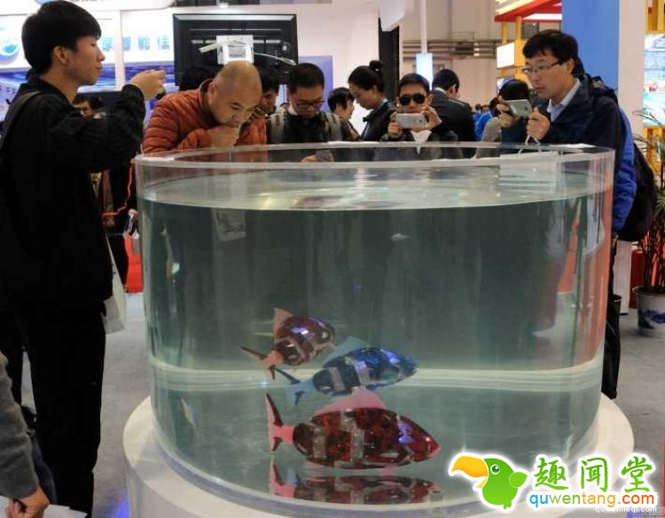 这才是真正的“天价鱼”，随便一条几十万