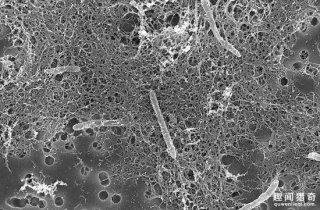 外星宝宝生存不用水和氧，科学家说它靠的