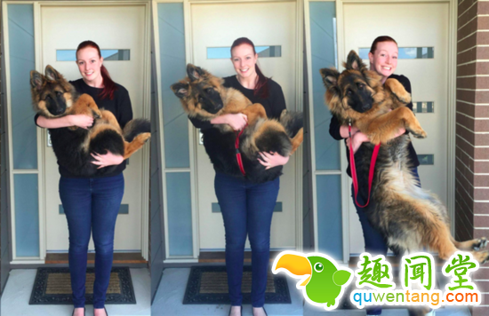 萌爆了！澳洲情侣拍照记录德牧大萌宝的成长