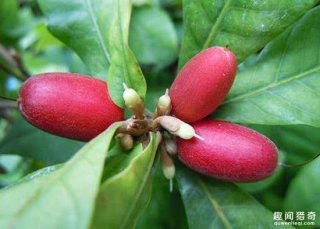 重口味的8大食物，绝对是在挑战味蕾的极