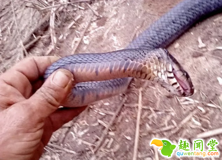 这条蛇会装死，我们欠它一座奥斯卡小金人啊