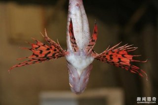 男子海中捞出罕见怪鱼 鱼鳍张开后像蝴蝶