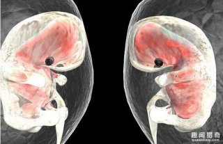 震惊！婴儿在怀孕16天后就开始心跳了