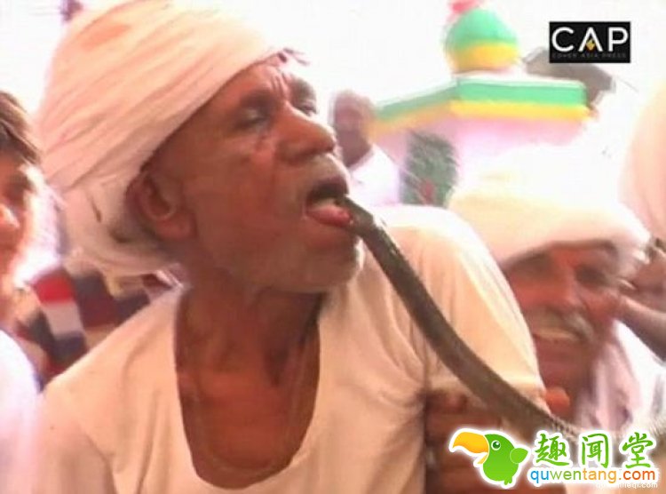 厉害了我的哥，印度老头常年表演被眼镜蛇咬舌头