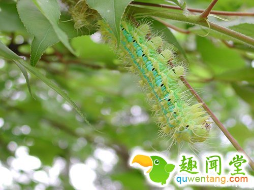 这隻身上长满小树的毛毛虫有「昆虫界的杀手之称」，要是「不小心碰到他后」你就死定了...