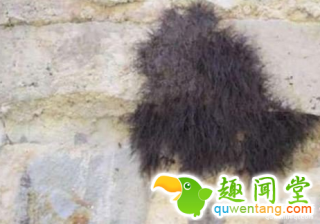 男孩看见地上有一坨头发，拨开后直呼手贱