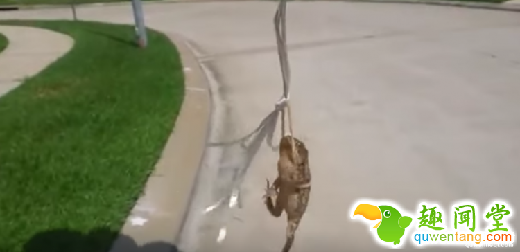 天宫二号发射之后，我们研究了下如何送一只青蛙上太空