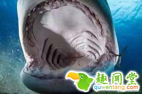 地球上最倒霉的10个人，瞬间觉得自己好幸运！