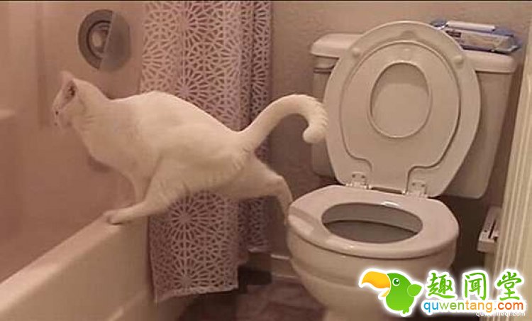 【萌宠】洁癖喵星人模仿主人上厕所，不料“黄金”却掉到地上了！