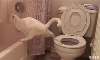 洁癖喵星人模仿主人上厕所，不料“黄金”